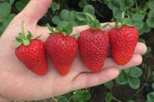 Dâu tây MỸ ABION ( combo 10 cây mô vỉ - chuẩn giống)