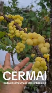 Bibit Buah Cermai Cepat Berbuah