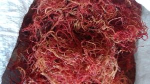 rumput laut merah kering jenis alga 500g