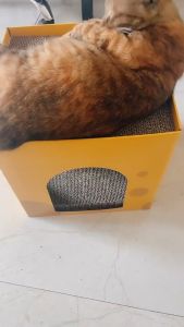 EGG Cat Scratching Cardboard two-layer Cat Pad Cheese Corrugated Scratch Board Cat House COD
