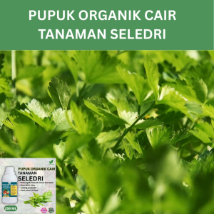 Pupuk Sayur Seledri 250 ML /Pupuk Booster Seledri Cepat tumbuh Lebat/Pupuk Cair Seledri