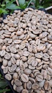 เมล็ดกาแฟดิบ Colombia Huila Supremo - DAYONE COFFEE