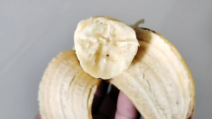 “กล้วยหอมกะเหรี่ยง” หวาน หอม อร่อย ปลูกง่าย เนื้อแห้ง ทนโรค ดูแลง่าย  เครือใหญ่  ผลสุกมีสีเหลืองทอง ต้นกล้วยเพาะเลี้ยงเนื้อเยื่อ ปลอดโรค สายพันธุ์แท้จากห้องแลป โตเร็ว เนื้อเหนียวหนึบ นุ่ม ไม่ฉ่ำน้ำ ช้ำยาก เสียช้า เก็บได้นานไม่เน่าเสียง่าย  น้ำหนักผลดี  ดี