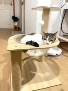 Mango คอนโดแมวอวกาศ✨พร้อมหลุมใสอะคริลิคและเสาฝนเล็บ ของเล่นแมว ที่ลับเล็บแมว เฟอร์นิเจอร์แมว ที่ขูดกรงเล็บแมว ที่นอนแมว