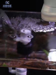 Lọc Mini Lọc Có Sủi Oxy Tiện Lợi Chuyên Dùng Cho Bể Thủy Sinh Lọc Vi Sinh Bio Sủi Mịn Siêu Sạch Cho Hồ Cá Cảnh