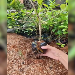 Cây Sơ Ri siêu trái Thái giống chiết cành rễ mạnh - Sơ Ri siêu quả - Sơ Ri Thái - Sơ Ri Gò Công - Kim Đồng Nam