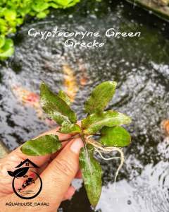 ⚠️MINDANAO only⚠️CRYPTOCORYNE aquatic stem plants