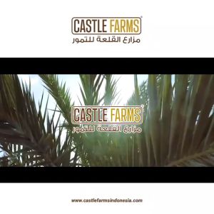 Kurma Ajwa 1 Kg Medium Organic Castle Farms Kurma Nabi Asli Madinah High Quality