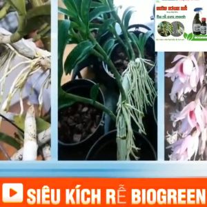 𝐒𝐢ê𝐮 𝐤í𝐜𝐡 𝐫ễ pha sẵn Biogreen999 ra rễ cực mạnh dưỡng phục hồi rễ sang chậu cho cây trồng