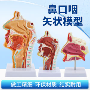Modelหูคอจมูกที่จำลองได้สำหรับการศึกษา ช่องปากและเส้นเลือด ปอด อวัยวะภายใน วัสดุพลาสติกสำหรับผู้ใหญ่และเด็ก