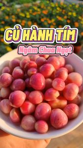 Hành Tím Lý Sơn Muối Chua Ngọt Ngon Đúng Điệu  ăn kèm với thịt đông bánh chưng giò lụa thịt nướng thịt chiên- ĐẶC SẢN MINH TRIẾT