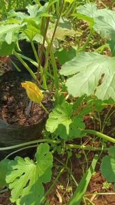 Biji Benih Timun Super Unggul 20 Gram