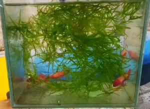 Aquatic plants for aquarium decor