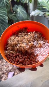 ชำเร่งราก TGS ชำต้นไม้ได้ 10-15 กระถาง (4 นิ้ว)