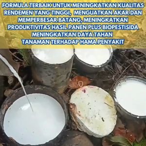 Pupuk Pemacu Getah Karet Pupuk Karet Terbaik Pupuk Karet Mati Getah  Obat Perbanyak Getah Karet