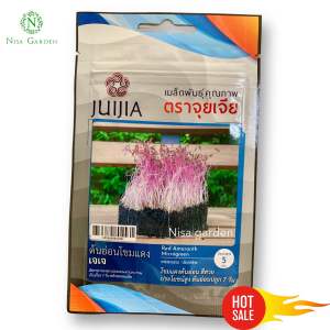เมล็ดพันธุ์ ต้นอ่อนโขมแดง สีสวย ประโยชน์สูง ต้นอ่อนปลูก 7 วัน ทานได้เลย