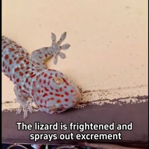 🦎สิบปีไม่มีจิ้งจก🦎ครีมกำจัดจิ้งจก ยาเบือจิ้งจก ยากำจัดจิ้งจก ยาฆ่าจิ้งจก ไล่ตุ๊กแก 8 ชิ้น/กล่อง ใช้งานง่าย เหยื่อที่มีประสิทธิภาพสูง ได้ผลเร็ว กำจัดได้ทั้งจิ้งจก ตุ๊กแก และแมลงต่างๆ ยาฆ่าตุ๊กแก ยาจิ้งจก ยากำจัดตุ๊กแก ไล่จิ้งจกถาวร ไล่ตุ๊กแกถาวร