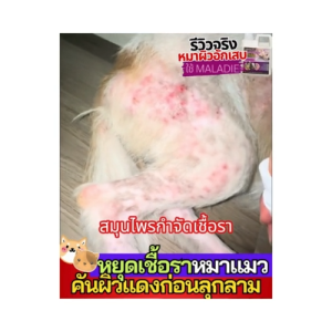 ฟรี ขวดฟ็อกกี้ !!!! 𝗠𝗔𝗟𝗔𝗗𝗜𝗘 ป้องกันเห็บหมัด สเปรย์ลดอาการคัน แก้ขี้เรื้อนสุนัข ขนาด 2 ลิตร ตุ่มหนอง ผื่นแดง เชื้อรา ใช้ดีจนต้องซื้อซ้ำ สเปรย์ลดอาการคัน สูตรอ่อนโยน
