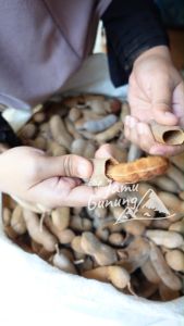 Matang Pohon! Asam Jawa Kulit / Asem Jawa Kulit 1kg - Asli Gunung