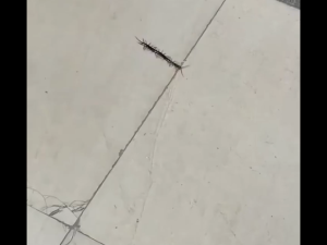 ⚡No centipede within 1000m⚡centipede killer 500ml