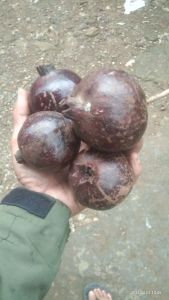 Buah Delima Hitam di jual perbutir