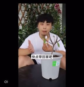 活力素 Plant Growth Vitalizer Vitality Liquid Organic Fertilizer Phytodynamics Baja Air Pekat 植物活力素 活力素