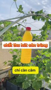 Keo xịt bẫy ruồi vàng 230ml xịt côn trùng sinh học an toàn hiệu quả cao thiết kế tiện dụng