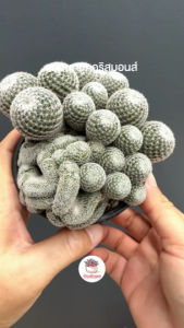 แมมนกฮูกคริสมอนส์ Mammillaria Perbella Cristata แคคตัส กระบองเพชร cactus&succulent