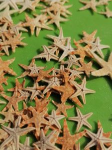Natural Mini Starfish DIY Handmade Materials Bottle Decorative Props Creative Childrens Gifts Window Display Photography