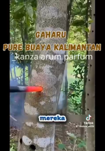 Minyak Gaharu Asli Kalimantan/parfum gaharu original tahan lama EDP kanza arum