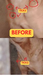 [President Dog] Anti Ticks and Fleas Capsule for Dogs x 1 Capsule Ubat Kutu Anjing 狗驱虫药 Flea Tick Medicine