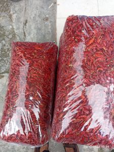 PROMOOO PAKET HEMAT 5 KG CABE RAWIT PEDAS CABE TEJA /RAWIT CAPLAK SUPER PEDAS KERING