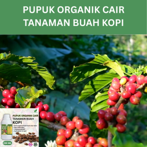 Pupuk Buah Kopi 250 ML /Pupuk Booster Kopi Cepat Berbuah Lebat/Pupuk Cair Kopi