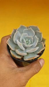 ต้นไม้อวบน้ำ กุหลาบหิน อิชิเวเรีย ไลลาซินา คิมนาช และโมแรน Echeveria lilacina Kimnach & Moran #succulent #Echeveria