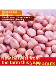 Fresh White Sand Peanut 5 Kilograms