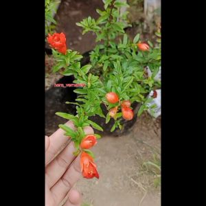 Bibit Delima Merah Jumbo Kondisi Berbunga