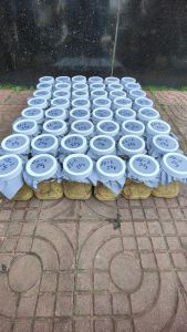 Hộp giống sâu can xi về nuôi 25 gram
