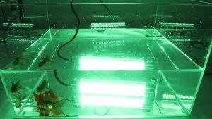 Đèn bắt cá dưới nước Đèn nhử cá 12/24V 20W 100W 200W 300W màu xanh lá cây