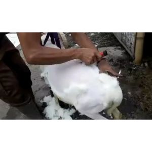 Mesin Cukur P6 BaoRun: Alat Cukur Hewan Berkualitas