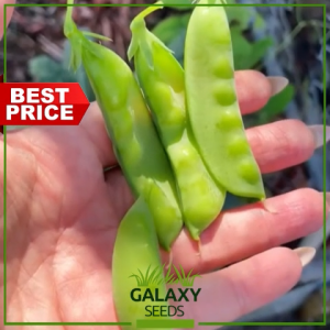 "GalaxySeeds" Premium Snow Peas Seeds (5 Seed) – Sweet Crunchy & Homegrown Perfection for Planting Vegetables Plant F1