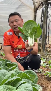 เมล็ดพันธุ์ กวางตุ้งฮ่องเต้ขุนศึก (ซองรีเทล)