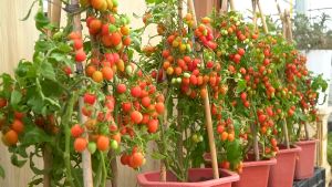 CHERRY TOMATO SEEDS (30PCS SEEDS) - HYBRID/CHERRY RED VARIETY/EASY TO GROW/HIGH YIELDING