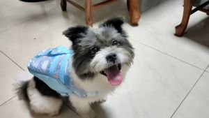 Teeker Pet Dog Life Vest Swimming Vest with Handle and D-Ring Buoyancy for Doggy Puppy Dog Life Jacket for Swimming & Boating