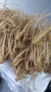 Termurah Gingseng Korea Asli + Botol Plastik kale 250G Gingseng masih hidup