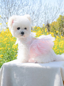 Princess Style Breathable Summer Dog Dress for Teddy Bichon Pomeranian Small Dogs Pet Clothes Casual Skirt Dog Clothes