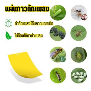 แผ่นกาว ดักแมลง 10×20 แพ็ค 50 กำจัดแมลงเพลี้ย แมลงหวี่ พลาสติกเคลือบกาว คุณภาพดี ใช้งาน