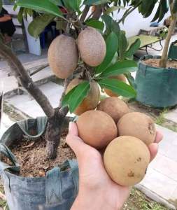 Bibit Sawo Jumbo | Sawo Mentimun Hasil Okulasi Pendek Siap Berbuah