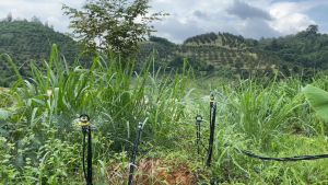 10-300 Que Cắm 45cm 2 Gài ren trong 17 ra ống 7-8 ren 17 ra ống 10-12 cây cắm béc 45cm