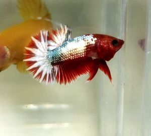 Startail Copper Fancy Halfmoon Plakat HMPK Betta Fish / Ikan Laga/ 斗鱼 (Not random fish）16