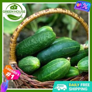 Green House® - Cucumber Poinsett Seeds for Planting Vegetable Plants (30 Seed) incl. Planting Instruction Hybrid Plant